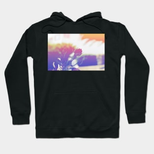 Rose in the sun Hoodie